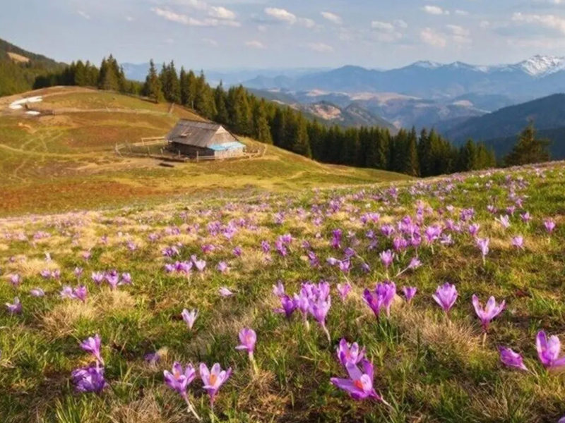 Yaremche krokusy